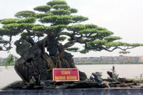 Dàn cây sanh trăm tuổi khoe dáng độc khiến dân Hà Nội phát cuồng