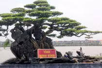 Dàn cây sanh trăm tuổi khoe dáng độc khiến dân Hà Nội phát cuồng