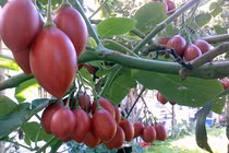 Siêu quả 1 triệu đồng/kg trồng thành công ở Việt Nam thế nào? 