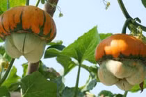 Độc đáo bí đội nón Nga khiến dân Việt phát cuồng