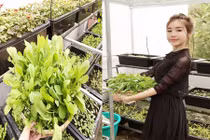 Mướt mắt vườn rau đủ loại trên sân thượng nhà Elly Trần