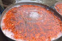 Thương lái kiếm bộn từ cá chép cúng ông Công, ông Táo