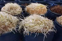 Kinh hoàng giá đỗ mọc đầy thùng nhờ hóa chất Trung Quốc