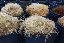 Kinh hoàng giá đỗ mọc đầy thùng nhờ hóa chất Trung Quốc