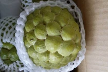 Cận cảnh na khủng giá chát khiến chị em ráo riết lùng mua