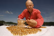 Tận mắt xem sản xuất ngọc trai vàng cực độc