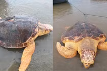 Ngư dân Quảng Trị bắt được rùa vàng quý hiếm nặng 50kg