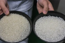 Tận mục gạo đắt nhất thế giới 2,5 triệu đồng/kg