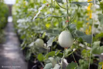 Bên trong trang trại giống cây biến đổi gen “khủng” nhất thế giới 