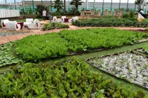 Kinh ngạc những trang trại xanh mướt trên mái nhà