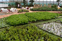 Kinh ngạc những trang trại xanh mướt trên mái nhà