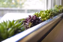 Những loại cây thích hợp trang trí cửa sổ nhỏ xinh