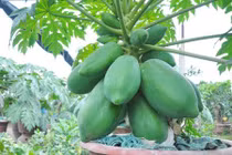 Cách trồng đu đủ Thái hái quả mỏi tay ngay tại nhà