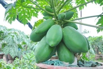 Cách trồng đu đủ Thái hái quả mỏi tay ngay tại nhà