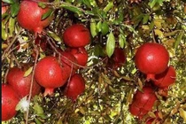 Độc đáo giống lựu lùn siêu trái, siêu đẹp