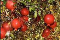 Độc đáo giống lựu lùn siêu trái, siêu đẹp