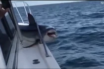 Cá mập khổng lồ “dở hơi” nhảy lên tàu rồi quằn quại