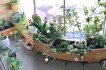 Trang trí ban công đẹp mê mẩn với những chậu hoa nhỏ xinh