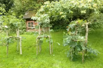 Nội thất tự nhiên độc đáo được uốn từ cây xanh