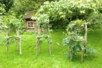 Nội thất tự nhiên độc đáo được uốn từ cây xanh