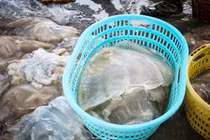 Ngư dân vào mùa săn “vàng trắng”, kiếm chục triệu mỗi ngày