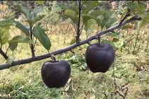 Loạt táo độc lạ khiến bà nội trợ “đứng ngồi không yên”