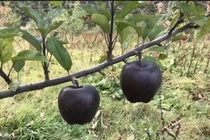 Loạt táo độc lạ khiến bà nội trợ “đứng ngồi không yên”