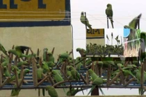 Trang trại độc đáo hút 3.000 con vẹt ghé thăm mỗi ngày