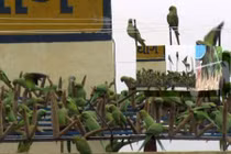 Trang trại độc đáo hút 3.000 con vẹt ghé thăm mỗi ngày