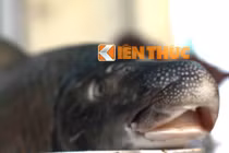 Tận mắt cá tiến vua khủng lên bàn nhậu đại gia