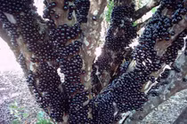 Cận cảnh nho ngoại độc lạ khiến chị em Việt "phát sốt"