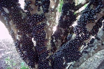 Cận cảnh nho ngoại độc lạ khiến chị em Việt "phát sốt"