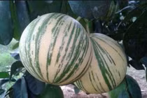 Những loại quả cẩm thạch độc lạ siêu hot ở Việt Nam