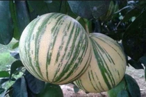 Những loại quả cẩm thạch độc lạ siêu hot ở Việt Nam