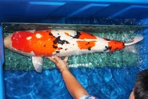 Sốc: 200 triệu đồng một con cá chép Nhật