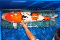 Sốc: 200 triệu đồng một con cá chép Nhật