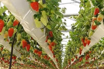 Những vườn rau củ "khủng" đẹp mê mẩn ở Đà Lạt 