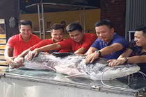 Cá lăng 108 kg "đi" máy bay về HN phục vụ đại gia