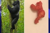 Choáng váng bim bim hình khỉ đột siêu đắt, hơn 2 tỷ đồng 