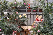 Đã mắt những vườn hoa hồng "khủng" trên ban công nhà Việt 