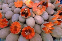 Chị em “phát sốt” săn quả ruột đỏ độc lạ siêu hút khách