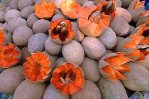 Chị em “phát sốt” săn quả ruột đỏ độc lạ siêu hút khách