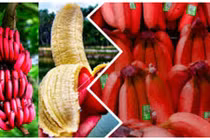 Chị em săn mua chuối đỏ rực siêu lạ giá 250.000 đồng/kg