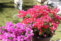 12 loại hoa rực rỡ bạn nên trồng trong nhà mùa hè