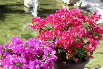 12 loại hoa rực rỡ bạn nên trồng trong nhà mùa hè