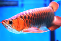 Mục sở thị loài cá có giá đắt hơn cả siêu xe Lamborghini