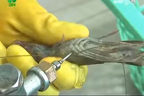 Tôm sú bơm tạp chất ở VN khuấy đảo báo nước ngoài