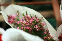 Điểm danh hoa ngoại giá đắt đỏ lên ngôi thị trường 8/3