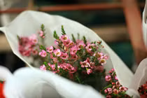 Điểm danh hoa ngoại giá đắt đỏ lên ngôi thị trường 8/3