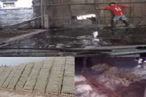 Tận mắt công nghệ chế biến miến rong siêu bẩn, ngậm đầy vi khuẩn